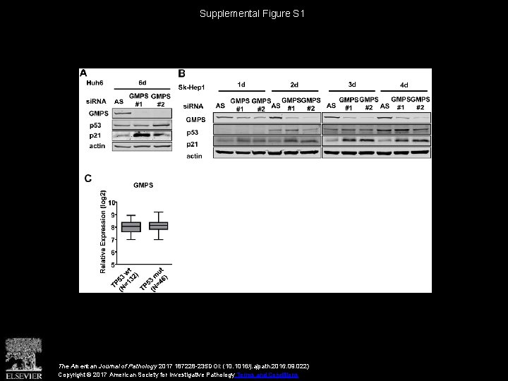 Supplemental Figure S 1 The American Journal of Pathology 2017 187228 -235 DOI: (10.