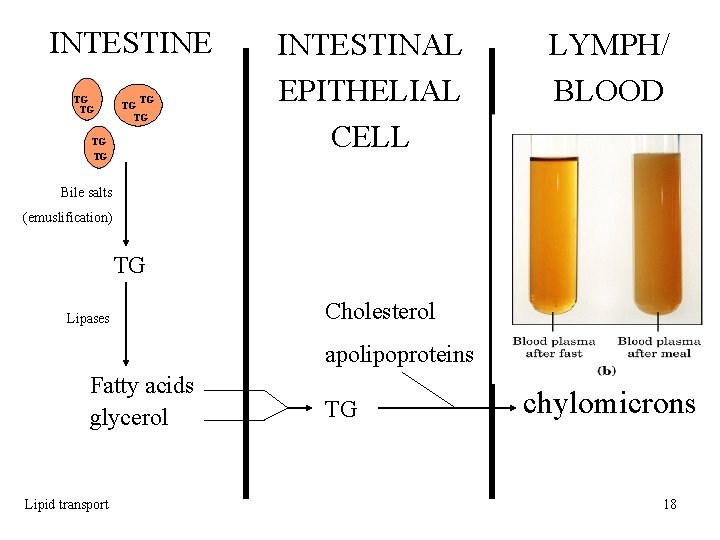 INTESTINE TG TG INTESTINAL EPITHELIAL CELL LYMPH/ BLOOD Bile salts (emuslification) TG Lipases Cholesterol