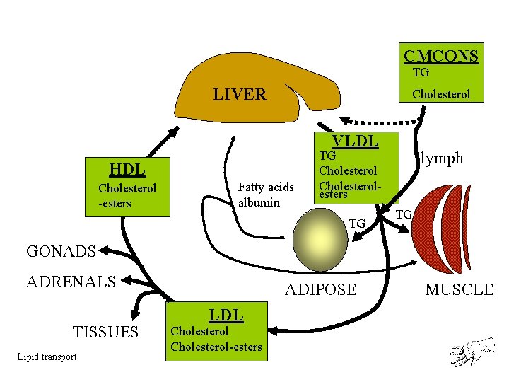 CMCONS TG LIVER Cholesterol VLDL HDL Cholesterol -esters Fatty acids albumin lymph TG Cholesterolesters