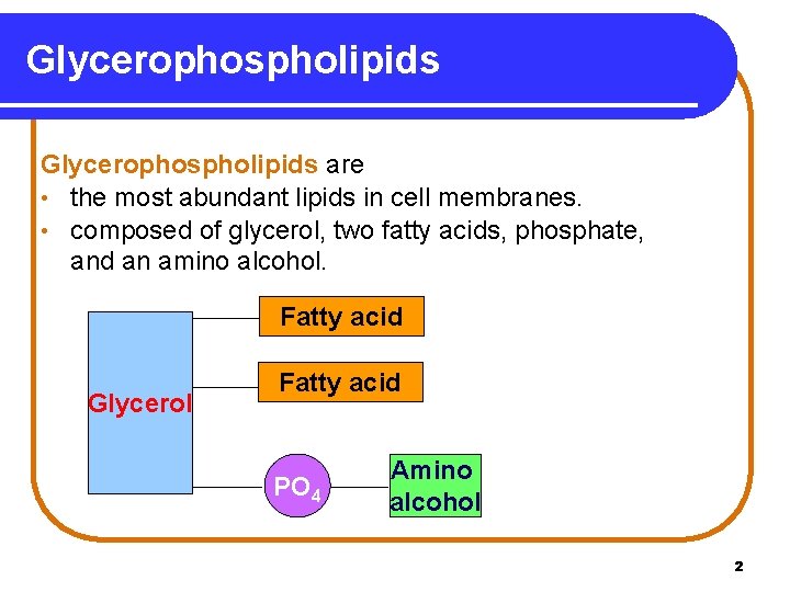 Glycerophospholipids are • the most abundant lipids in cell membranes. • composed of glycerol,