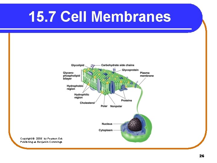 15. 7 Cell Membranes Copyright © 2005 by Pearson Education, Inc. Publishing as Benjamin