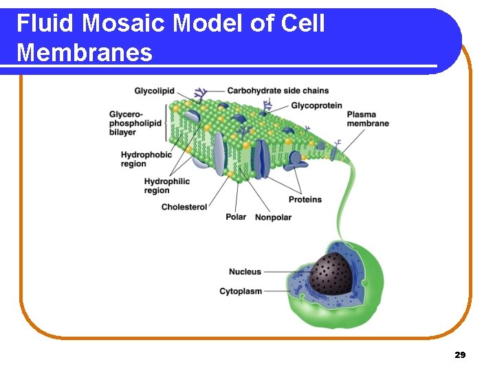 Fluid Mosaic Model of Cell Membranes 29 