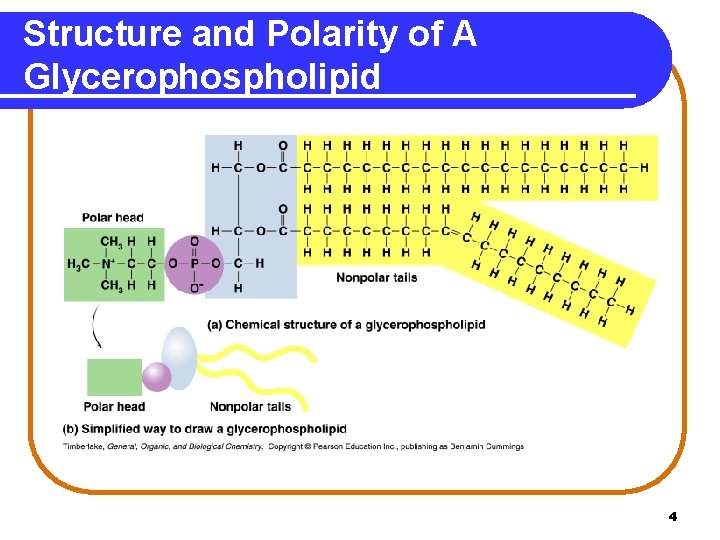 Structure and Polarity of A Glycerophospholipid 4 