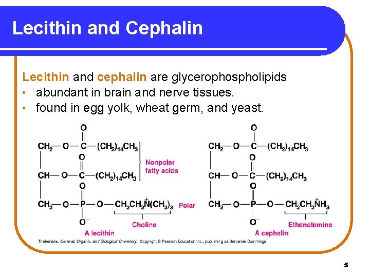 Lecithin and Cephalin Lecithin and cephalin are glycerophospholipids • abundant in brain and nerve