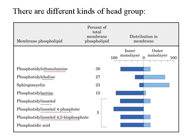 There are different kinds of head group: 6 