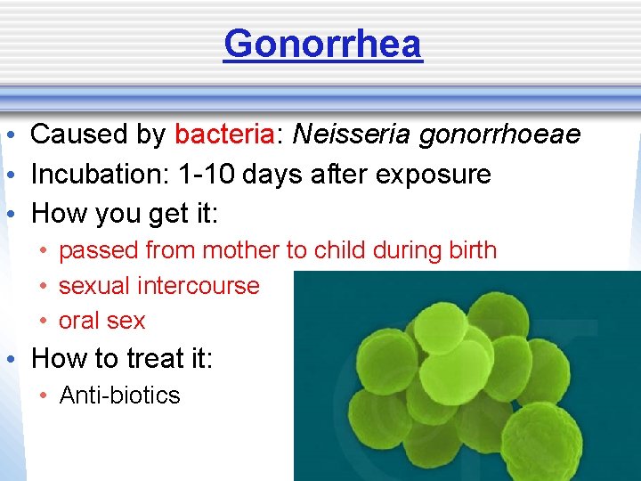 Gonorrhea • Caused by bacteria: Neisseria gonorrhoeae • Incubation: 1 -10 days after exposure