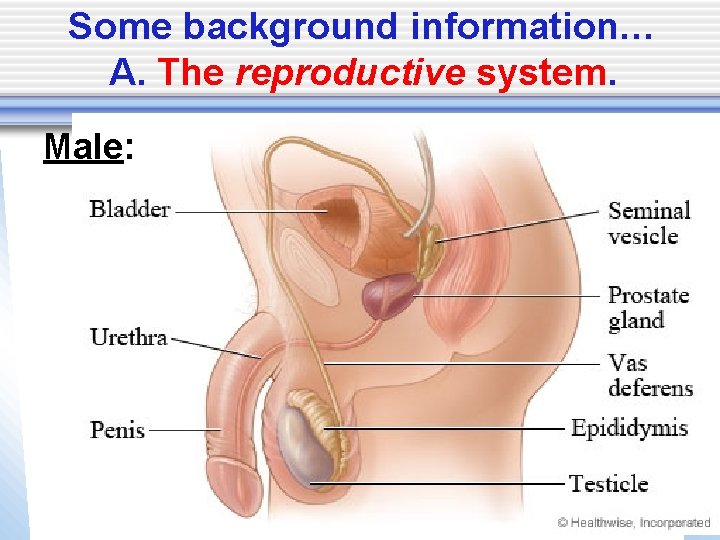 Some background information… A. The reproductive system. Male: 