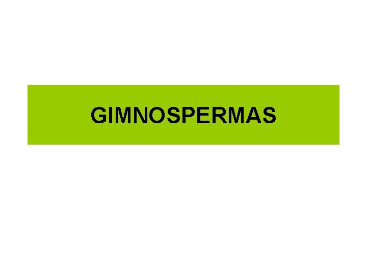 GIMNOSPERMAS 