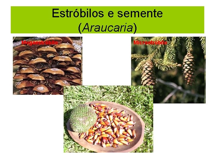 Estróbilos e semente (Araucaria) Megaestróbilo Microetróbilo 