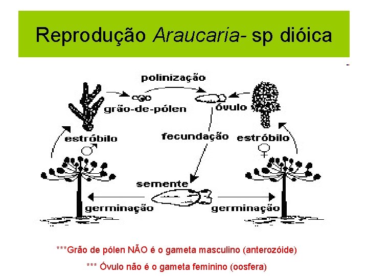 Reprodução Araucaria- sp dióica ***Grão de pólen NÃO é o gameta masculino (anterozóide) ***