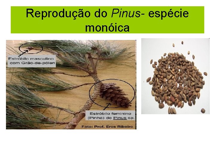 Reprodução do Pinus- espécie monóica 
