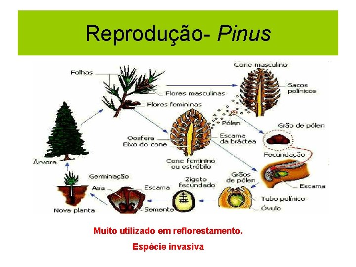 Reprodução- Pinus Muito utilizado em reflorestamento. Espécie invasiva 