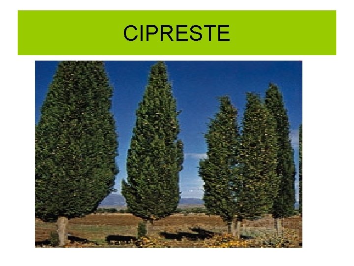 CIPRESTE 