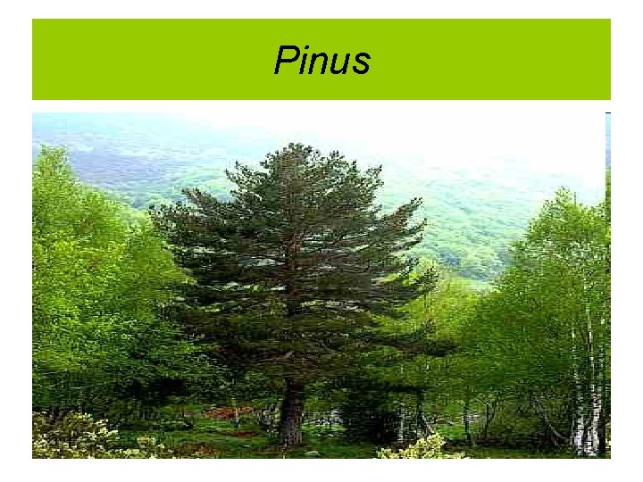 Pinus 