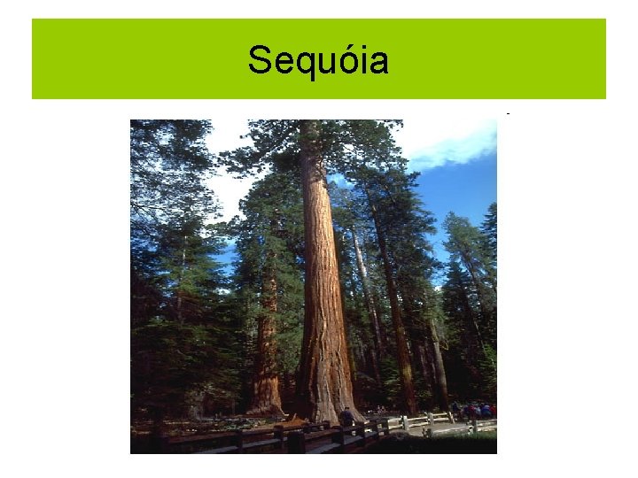 Sequóia 