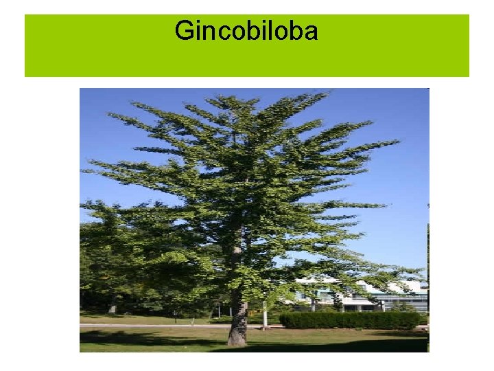 Gincobiloba 