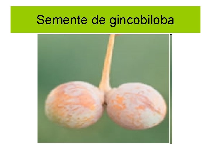 Semente de gincobiloba 