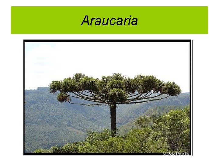 Araucaria 