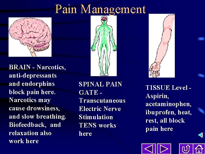Pain Management BRAIN - Narcotics, anti-depressants and endorphins block pain here. Narcotics may cause
