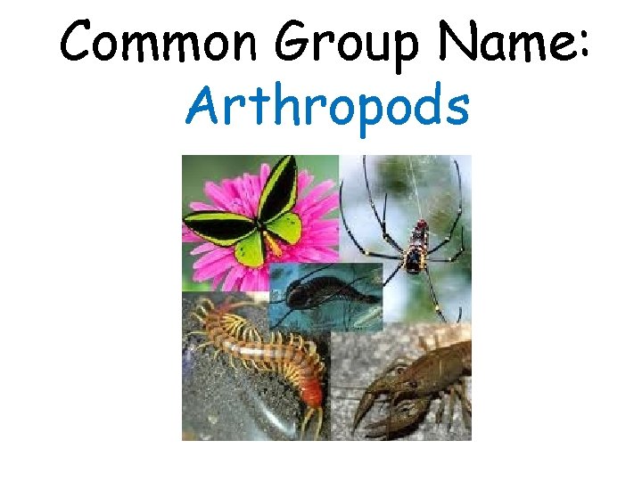 Common Group Name: Arthropods 