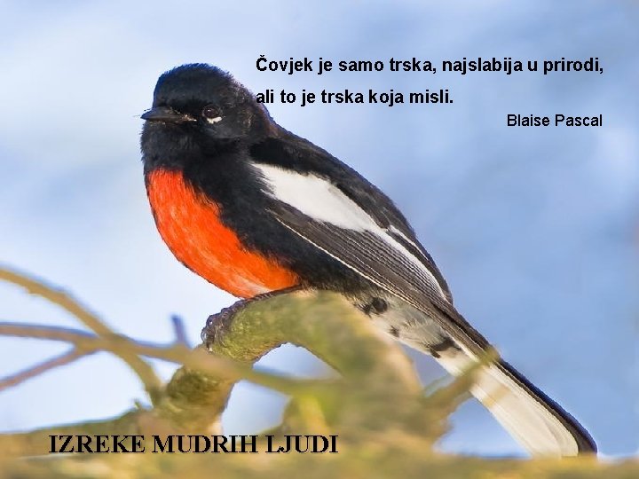 Čovjek je samo trska, najslabija u prirodi, ali to je trska koja misli. Blaise