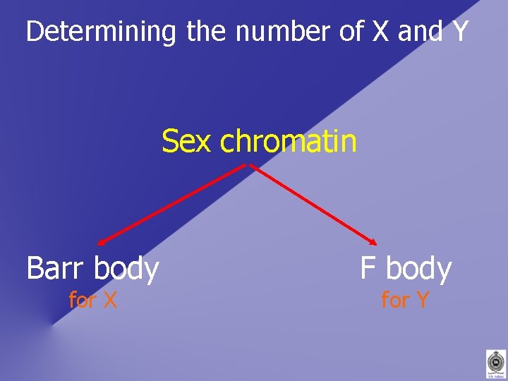 Determining the number of X and Y Sex chromatin Barr body for X F