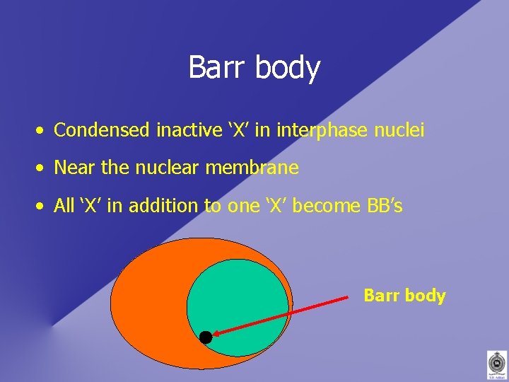 Barr body • Condensed inactive ‘X’ in interphase nuclei • Near the nuclear membrane