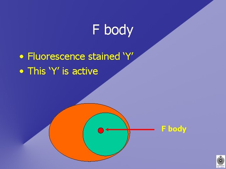 F body • Fluorescence stained ‘Y’ • This ‘Y’ is active F body 