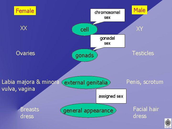 Female XX chromosomal sex Male XY cell gonadal sex Ovaries Testicles gonads Labia majora