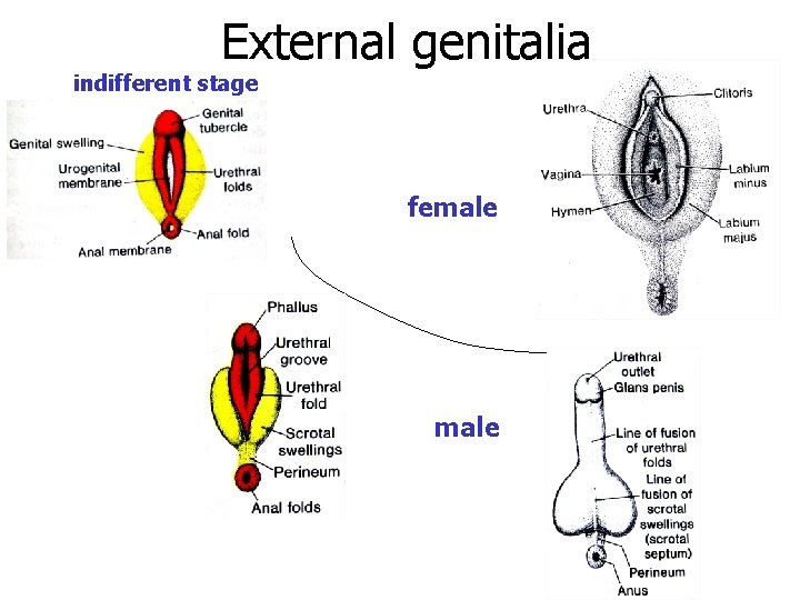 External genitalia indifferent stage female 
