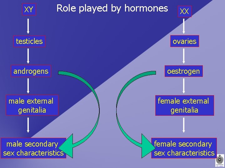 XY Role played by hormones XX testicles ovaries androgens oestrogen male external genitalia female