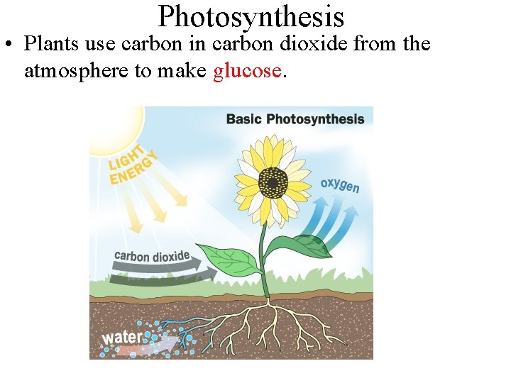 Photosynthesis • Plants use carbon in carbon dioxide from the atmosphere to make glucose.