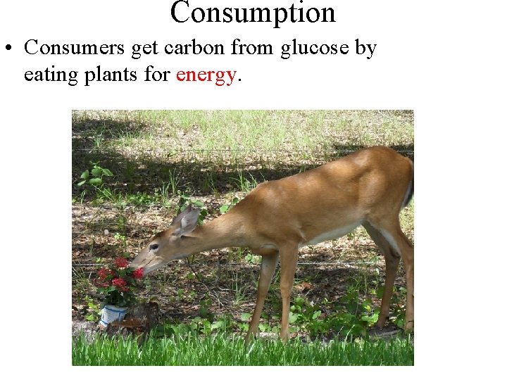 Consumption • Consumers get carbon from glucose by eating plants for energy. 