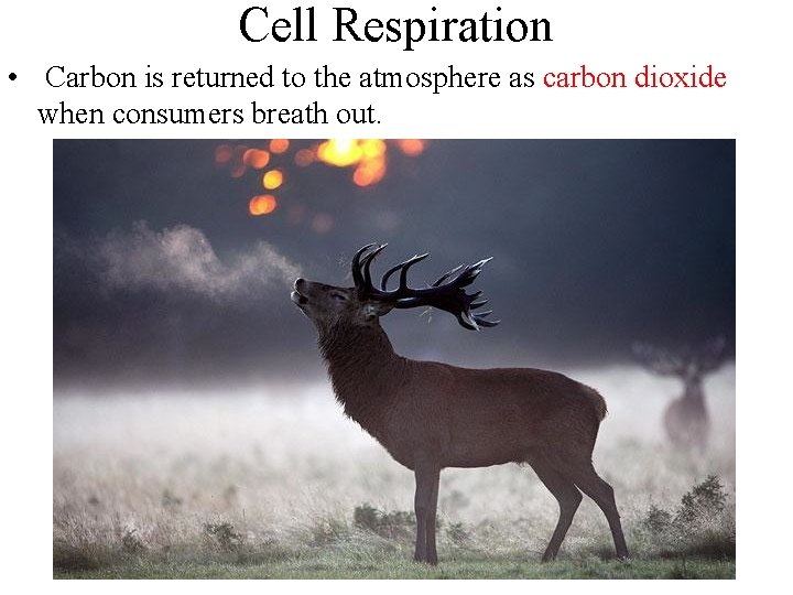 Cell Respiration • Carbon is returned to the atmosphere as carbon dioxide when consumers