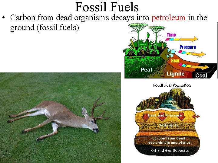 Fossil Fuels • Carbon from dead organisms decays into petroleum in the ground (fossil