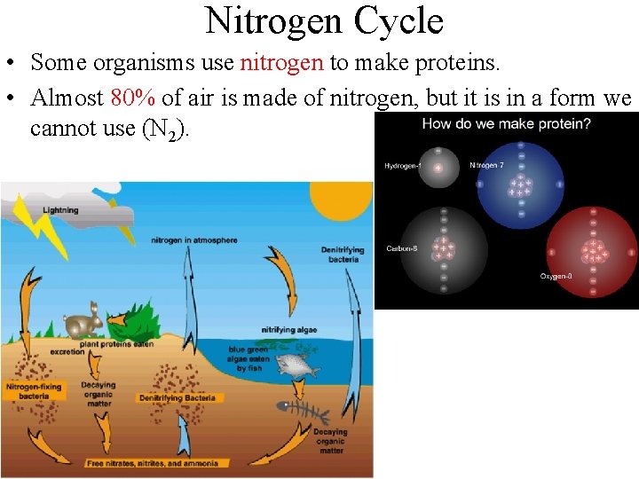 Nitrogen Cycle • Some organisms use nitrogen to make proteins. • Almost 80% of