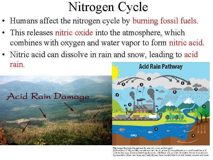 Nitrogen Cycle • Humans affect the nitrogen cycle by burning fossil fuels. • This