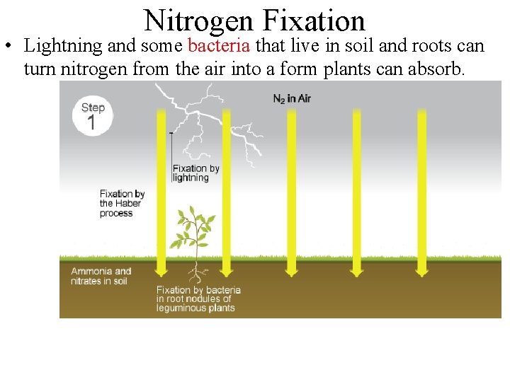 Nitrogen Fixation • Lightning and some bacteria that live in soil and roots can