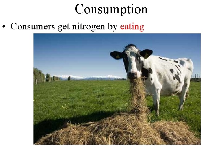 Consumption • Consumers get nitrogen by eating 