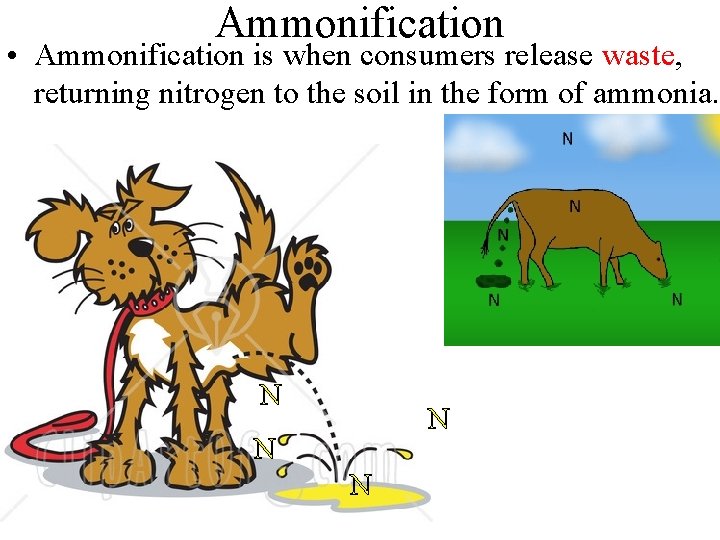 Ammonification • Ammonification is when consumers release waste, returning nitrogen to the soil in