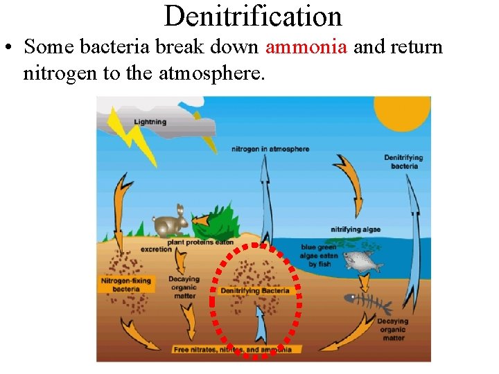 Denitrification • Some bacteria break down ammonia and return nitrogen to the atmosphere. 