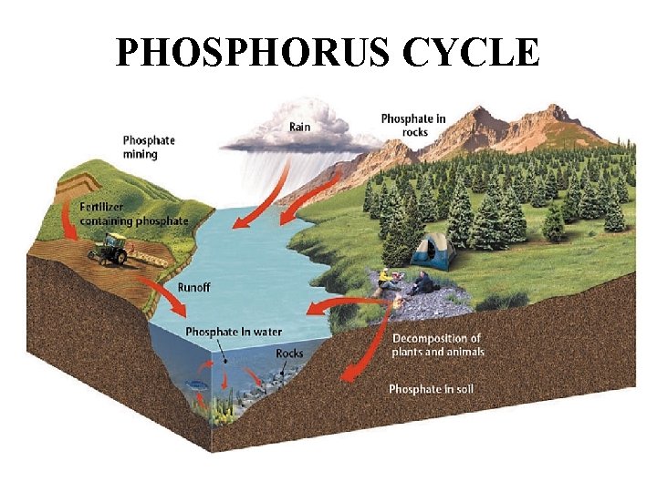 PHOSPHORUS CYCLE 