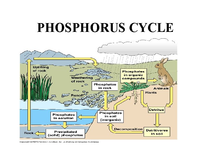 PHOSPHORUS CYCLE 