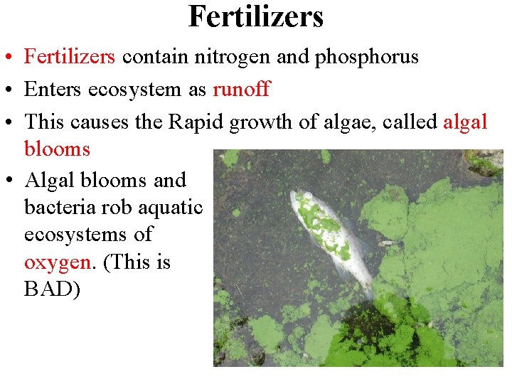 Fertilizers • Fertilizers contain nitrogen and phosphorus • Enters ecosystem as runoff • This