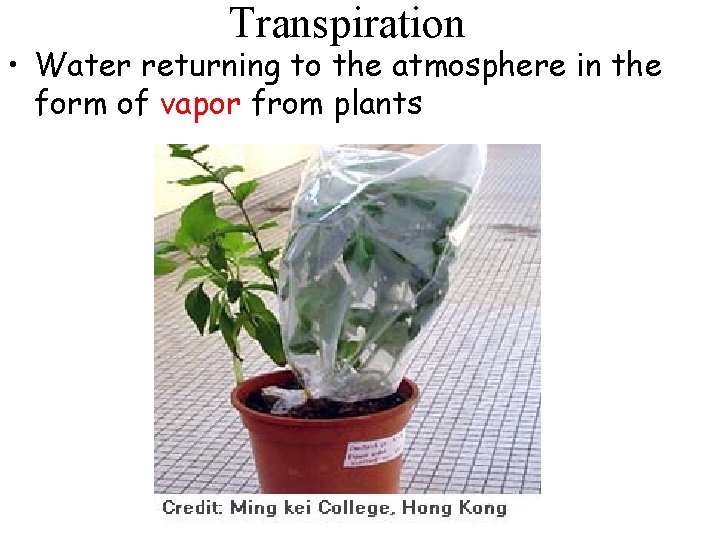 Transpiration • Water returning to the atmosphere in the form of vapor from plants