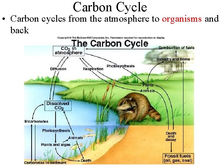 Carbon Cycle • Carbon cycles from the atmosphere to organisms and back 
