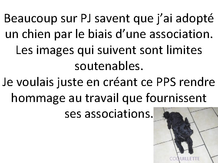 Beaucoup sur PJ savent que j’ai adopté un chien par le biais d’une association.