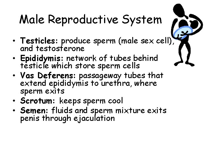 Male Reproductive System • Testicles: produce sperm (male sex cell), and testosterone • Epididymis: