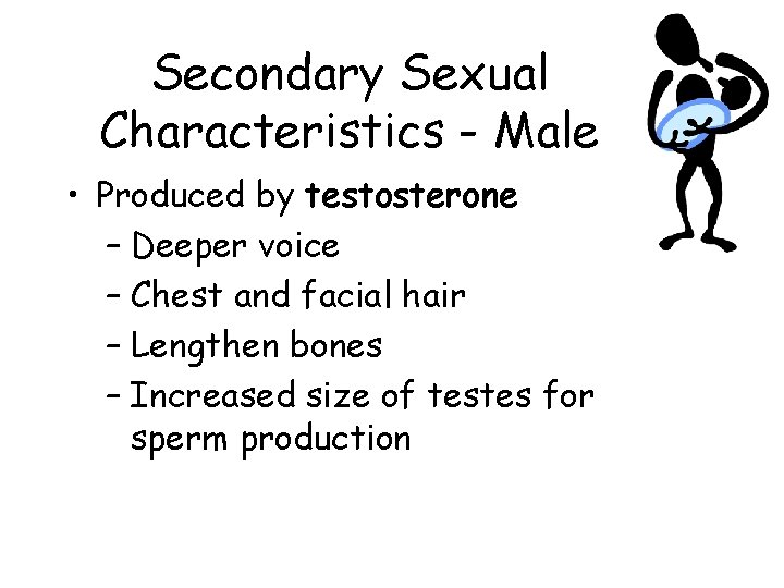 Secondary Sexual Characteristics - Male • Produced by testosterone – Deeper voice – Chest