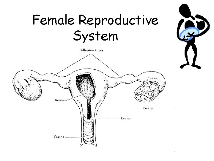 Female Reproductive System Mrs. Degl 